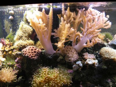 REEF TANK.MOROSO ACCUMULATOR 011.JPG