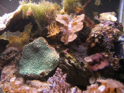 REEF TANK.MOROSO ACCUMULATOR 015.JPG