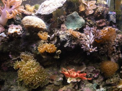 REEF TANK.MOROSO ACCUMULATOR 014.JPG