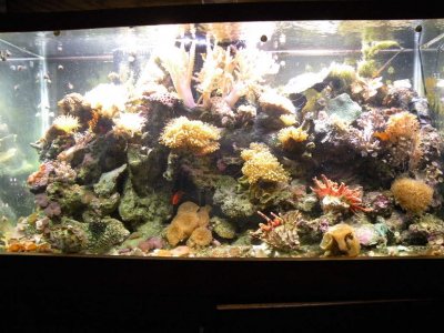 REEF TANK.MOROSO ACCUMULATOR 008.JPG