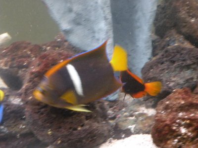 Fish Tanks 65 plymouth indy crossram intake 015.JPG
