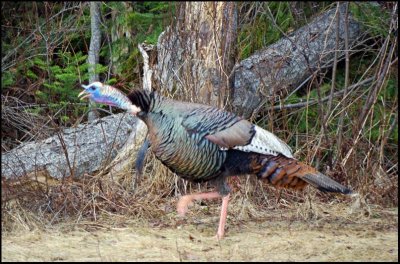 turkeyrunsmallwoodsIMGP3659.jpg