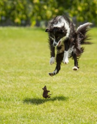 perfectly-timed-picture-dog-and-mouse.jpg