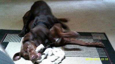 Elvis & Bubba Playing 8-6-2015 #2.jpg