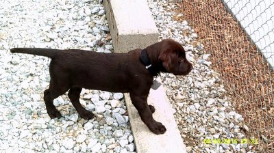 Elvis 8-6-2015 on wall looking at Will & Mia Walther.jpg