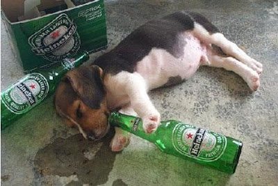 Animals drinking Beagle Puppy passed out drinking beer.jpg