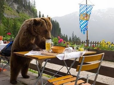 Animals drinking Bear drinking beer.jpg