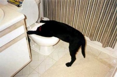 Animals drinking Dog drinking toilet water.jpg