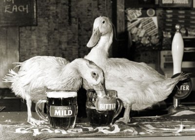 Animals drinking Ducks drinking beer.jpg