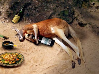Animals drinking Kangoroo passed out.jpg