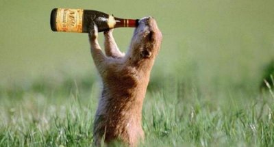 Animals drinking Prairie dog drinking beer.jpg