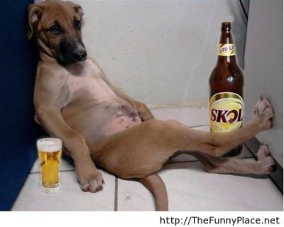 Animals drinking Puppy drunk layed back.jpg
