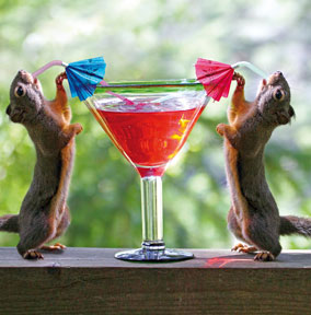 Animals drinking Squirrels drinking cocktial.jpg