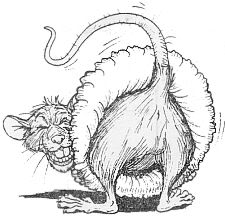 rats-***.jpg rats-***.jpg