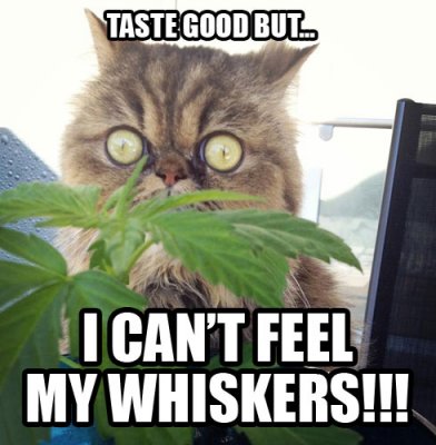 Pot - I can't feel my whiskers.jpg
