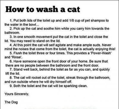 how to wash a cat.jpg