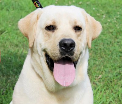 Dog Lab Ollie bkleenfltx @ FBBO tank-closeup-2yrs.jpg