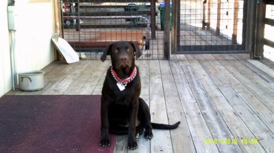 Elvis 12-1-2015 almost 6 months #1.jpg