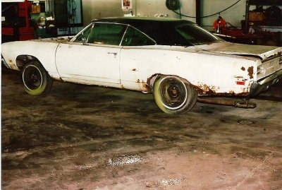 glen peters bird.jpg