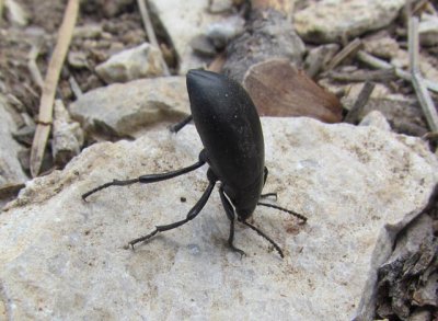 sink bug.jpg sink bug.jpg