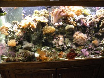 REEF TANK.588 IN CAR 001.jpg