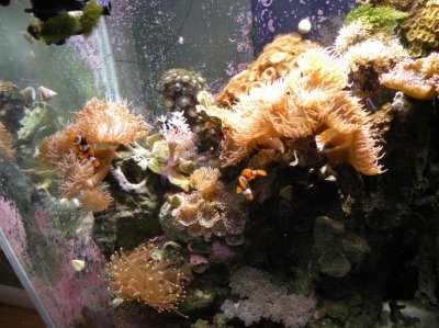 REEF TANK.588 IN CAR 002.jpg