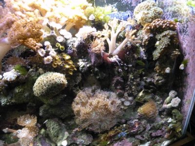 REEF TANK.588 IN CAR 003.jpg