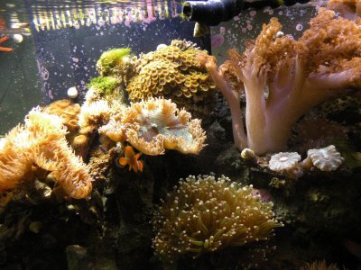 REEF TANK.588 IN CAR 005.jpg