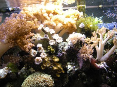 REEF TANK.588 IN CAR 004.jpg