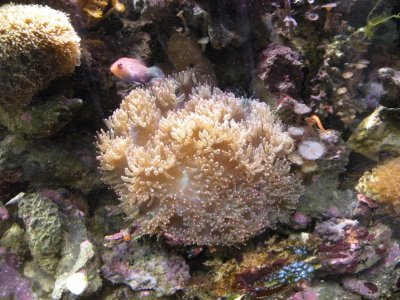 REEF TANK.588 IN CAR 006.jpg