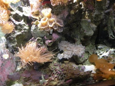 REEF TANK.588 IN CAR 007.jpg