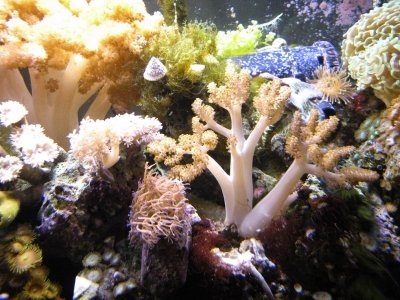 REEF TANK.588 IN CAR 010.jpg