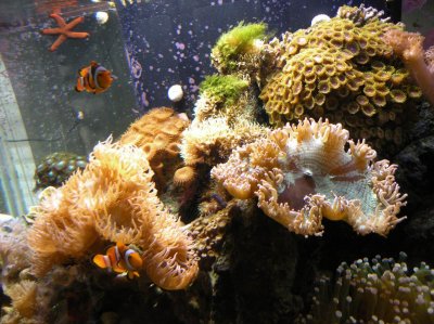 REEF TANK.588 IN CAR 009.jpg