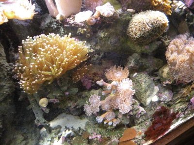 REEF TANK.588 IN CAR 008.jpg