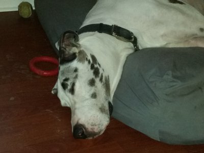 sm_woreoutpuppy.jpg