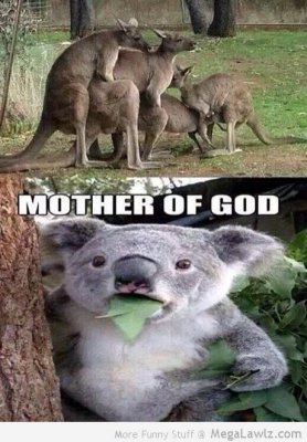roos9.jpg