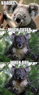 koala 5.jpg