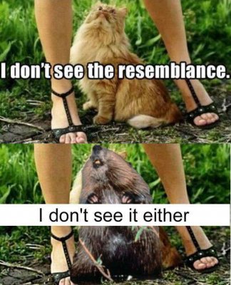 ha ha 1.jpg