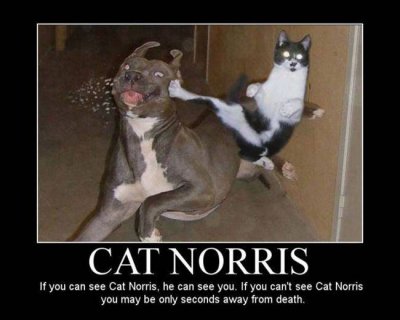 cat norris89732hrr8.jpg