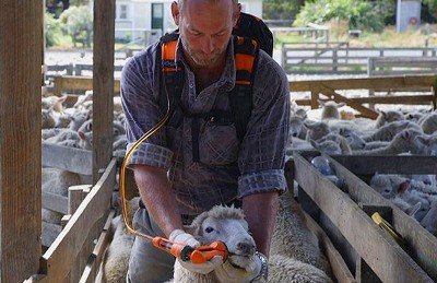 optiline_sheep_drencher_1.jpg