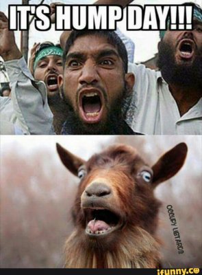hump day.jpg