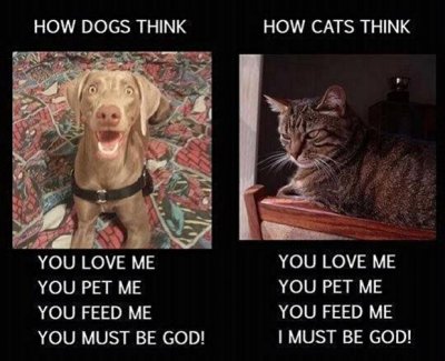 dogs-better-than-cats-5.jpg