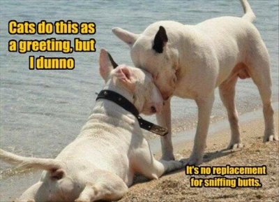 dogs.jpg