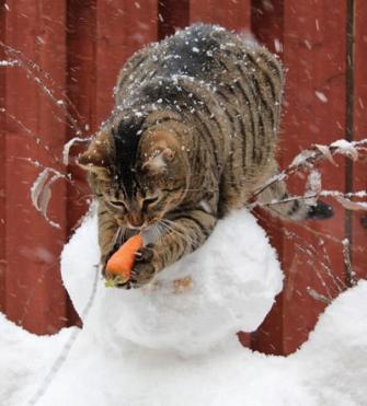 cat snowman.jpg