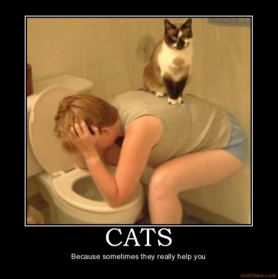 cats-cat-drunk-toilet-back-shoulder-demotivational-poster-1259222332.jpg