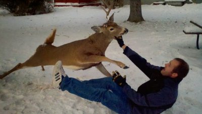 deerattack1.jpg