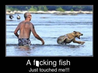 fish.jpg