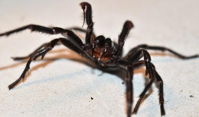 BigBoyfunnel-web_1000px.jpg