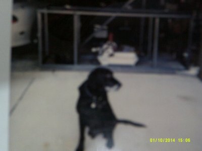 Dog Duke.JPG Dog Duke.JPG