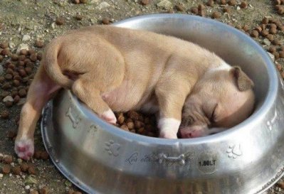Dog Cute Puppy in a food bowl.jpg